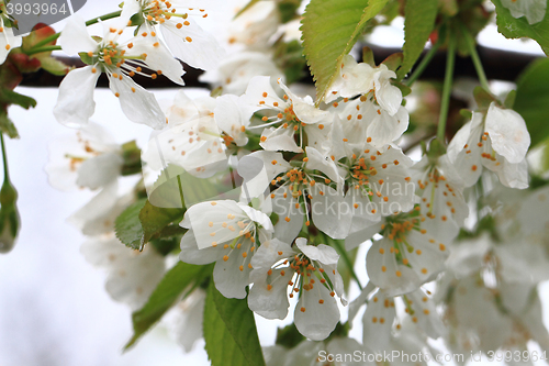 Image of apple flowers background