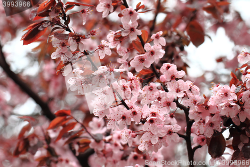 Image of cherries flowers background