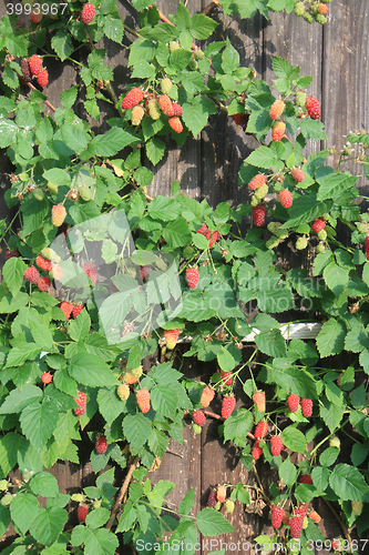 Image of raspberries plant background