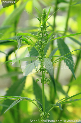 Image of green marijuana plant