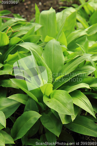 Image of wild garlic plant