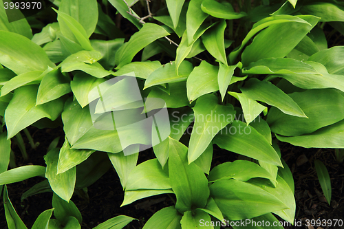Image of wild garlic plant