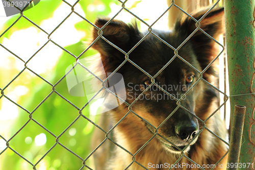 Image of dog in the cage 