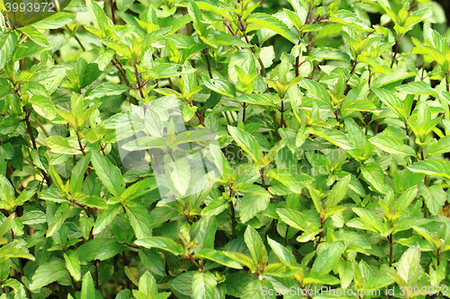Image of mint leaves texture
