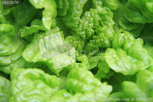 Image of green lettuce background