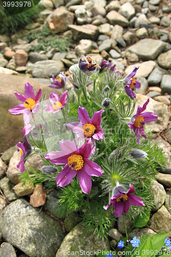 Image of pasqueflower as nice flower