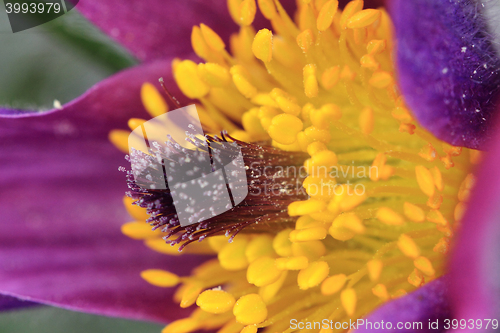 Image of pasqueflower as nice flower