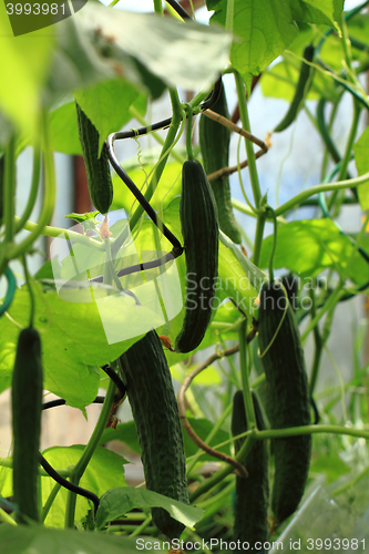 Image of green cucumber plant