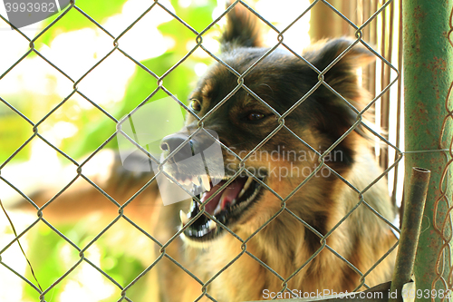 Image of dog in the cage 