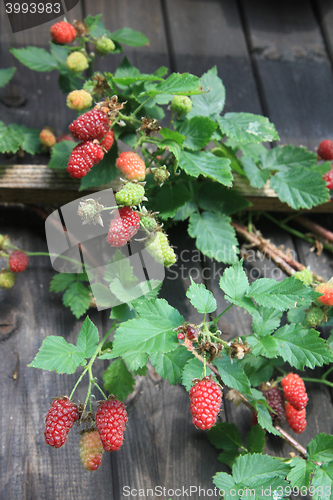 Image of raspberries plant background