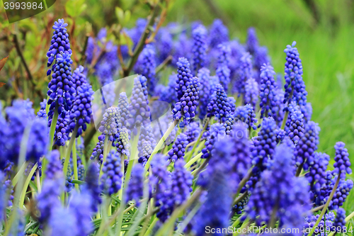 Image of blue grape hyacinth