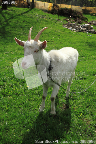 Image of white goat in the green grass\r\n