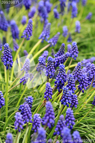 Image of blue grape hyacinth