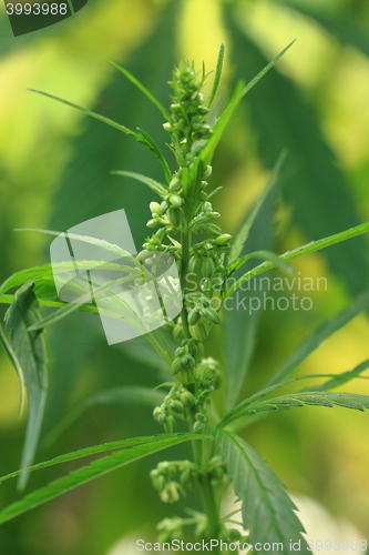 Image of green marijuana plant