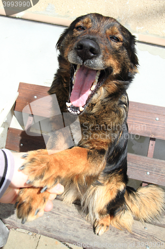 Image of sweet home dog