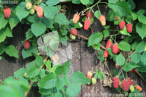 Image of raspberries plant background