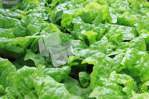 Image of green lettuce background