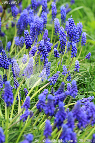 Image of blue grape hyacinth