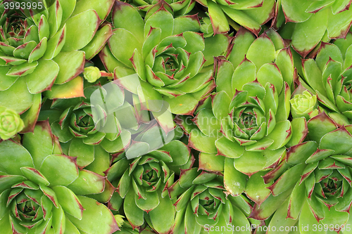 Image of houseleek plant texture