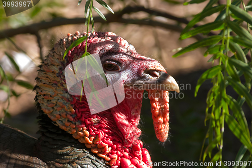 Image of Bush Turkey