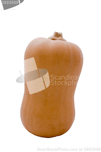 Image of Butternut Pumpkin