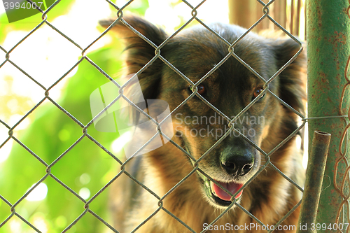 Image of dog in the cage 