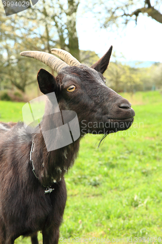 Image of black goat in the grass