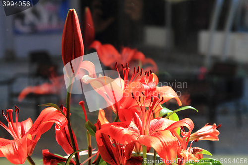 Image of red lilly flowers