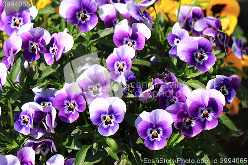 Image of pansy flowers texture