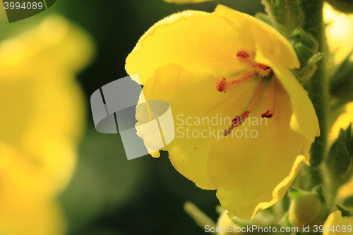 Image of yellow mullein flower