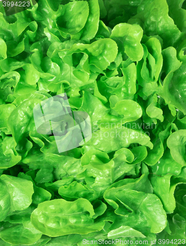 Image of fresh green salad macro