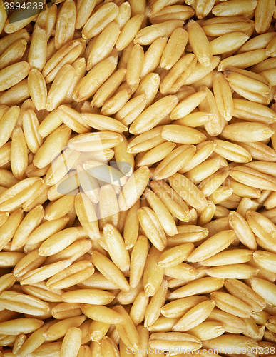 Image of Whole wheat grains close up background