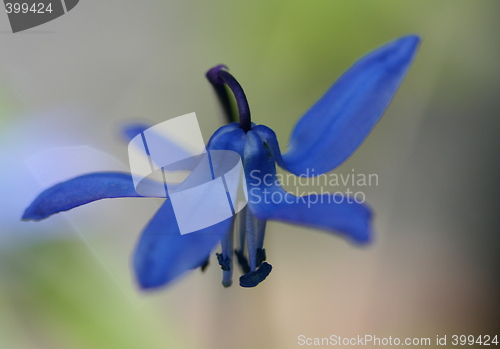 Image of Blue flower