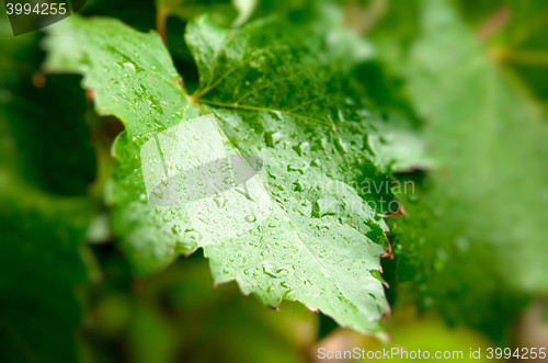 Image of grape leaf with water drops