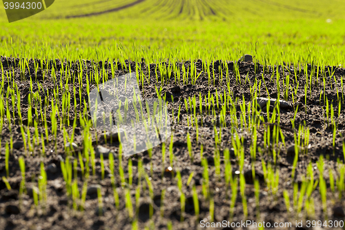 Image of young sprouts of wheat