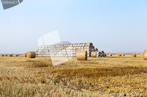 Image of haystacks in a field of straw