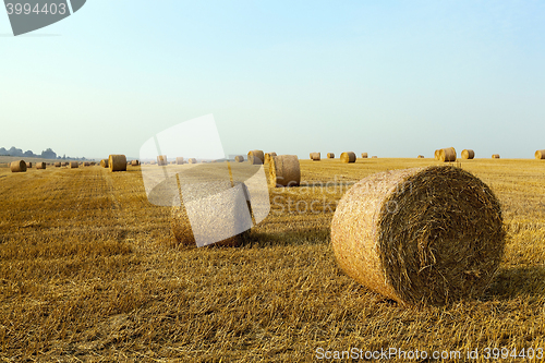 Image of haystacks in a field of straw