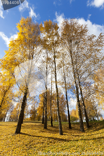 Image of birch tree in autumn