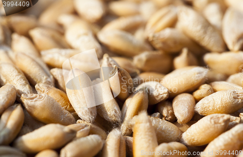 Image of mature wheat grains, close-up