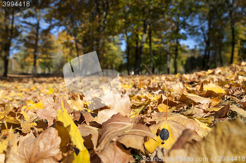 Image of yellowed maple leaves