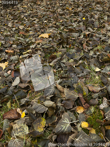 Image of old autumn foliage