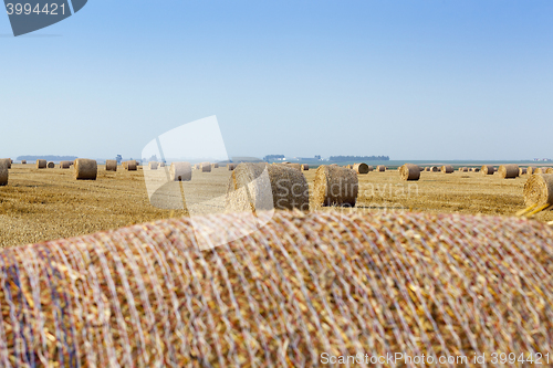 Image of haystacks in a field of straw
