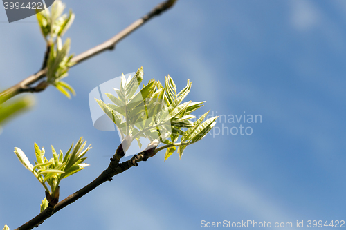 Image of spring branch of rowan