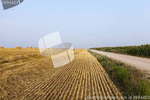 Image of straw in the field