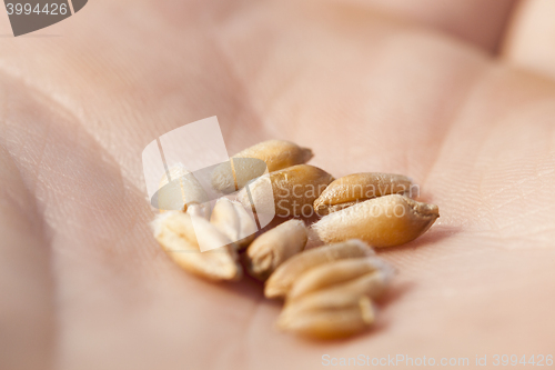 Image of wheat, close up