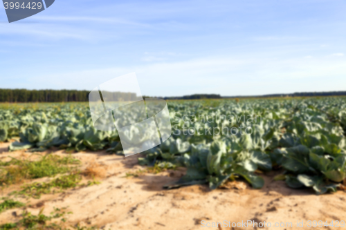 Image of green cabbage field