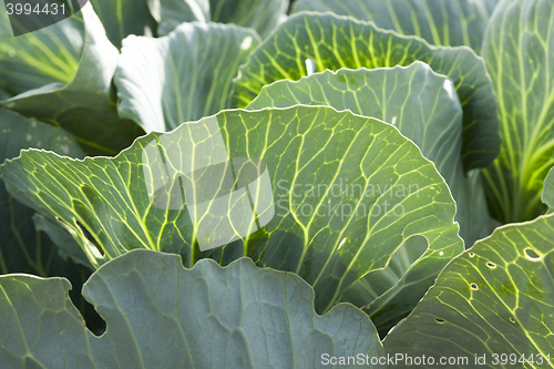 Image of Field with cabbage, summer