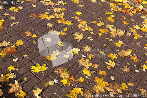 Image of leaves on the sidewalk, autumn