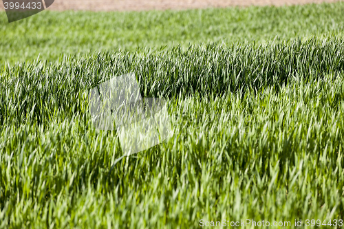 Image of Field of wheat