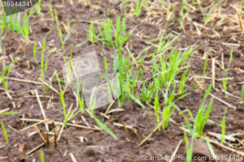 Image of young grass plants, close-up